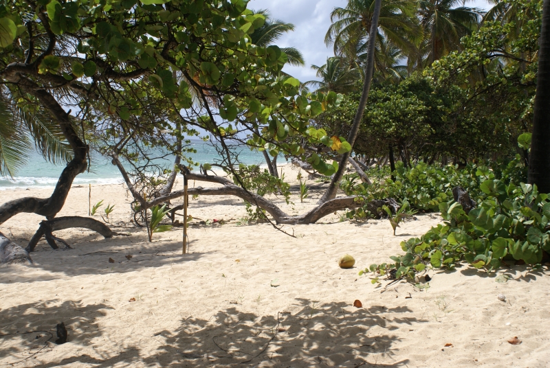 Guadeloupe-16